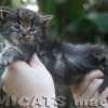 Maine Coon Amicat's