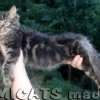 MAINE COON GATIL de GATO Super GIGANTE