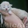 Filhote Maine Coon Gatos Gigantes Verdadeiros