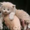Filhote Maine Coon Gatos Gigantes Verdadeiros