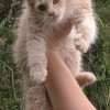 Filhote Maine Coon Gatos Gigantes Verdadeiros