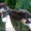 Filhote Maine Coon Gatos Gigantes Verdadeiros
