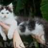 MAINE COON GATIL de GATO Super GIGANTE