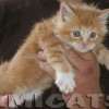 Filhote Maine Coon Gatos Gigantes Verdadeiros