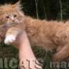 Filhote Maine Coon Gatos Gigantes Verdadeiros
