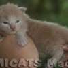 Filhote Maine Coon Gatos Gigantes Verdadeiros