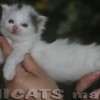 Maine Coon Amicat's