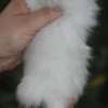 Maine Coon Amicat's