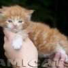 Filhote Maine Coon Gatos Gigantes Verdadeiros