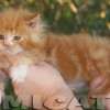 Filhote Maine Coon Gatos Gigantes Verdadeiros