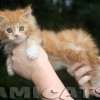 Filhote Maine Coon Gatos Gigantes Verdadeiros