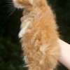 Filhote Maine Coon Gatos Gigantes Verdadeiros