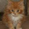 Filhote Maine Coon Gatos Gigantes Verdadeiros