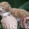 Filhote Maine Coon Gatos Gigantes Verdadeiros