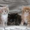 MAINE COON GATO GIGANTE AMICAT´S