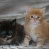 MAINE COON GATO GIGANTE AMICAT´S