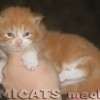 MAINE COON GATO GIGANTE AMICAT´S