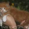 MAINE COON GATO GIGANTE AMICAT´S