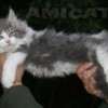 Filhote Maine Coon Gatos Gigantes Verdadeiros