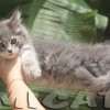 Filhote Maine Coon Gatos Gigantes Verdadeiros