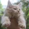Filhotes gatos gigantes maine coon Premiado Amicats
