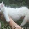 Filhote Maine Coon Gatos Gigantes Verdadeiros
