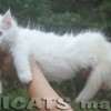 Filhote Maine Coon Gatos Gigantes Verdadeiros