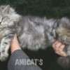 Filhote Maine Coon Gatos Gigantes Verdadeiros
