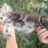 Filhote Maine Coon Gatos Gigantes Verdadeiros