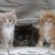 mainecoonkitten &raquo; mainecoonfilhotes
