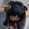 staffordshirebullterrierpuppies