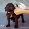 staffordshirebullterrierpuppies