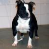 staffordshirebullterrierpuppies