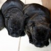 staffordshirebullterrierpuppies