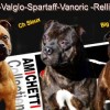 staffordshirebullterrierpuppies