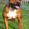 staffordshirebullterrierpuppies