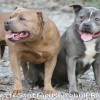 staffordshire Bull Terrier Amichetti