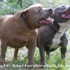 staffordshire Bull Terrier Amichetti