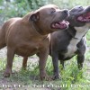 staffordshire Bull Terrier Amichetti