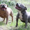 staffordshire Bull Terrier Amichetti