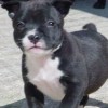 staffordshirebullterrierpuppies