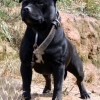 STAFBULL AMICHETTI