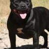 STAFBULL AMICHETTI