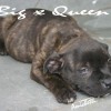 staffordshirebullterrierpuppies