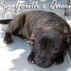 staffordshirebullterrierpuppies