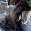 staffordshirebullterrierpuppies