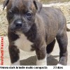 staffordshirebullterrierpuppies
