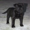 staffordshirebullterrierpuppies