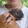 staffordshirebullterrierpuppies
