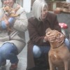 staffordshire Bull Terrier Amichetti